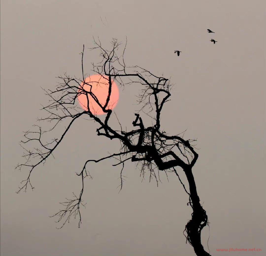 眼镜蛇效应（cobra effect）