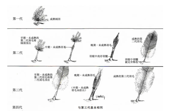 羽绒服有鸭绒、鹅绒，为什么没有“鸡绒”？